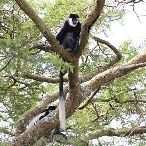 Guereza Colobus