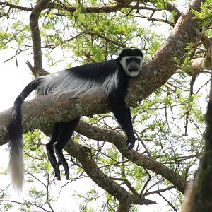 Guereza Colobus