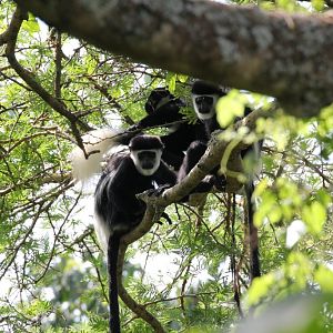 Guereza Colobus