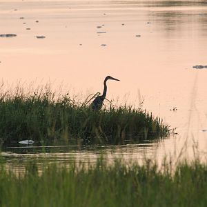 Goliath Heron at dawn