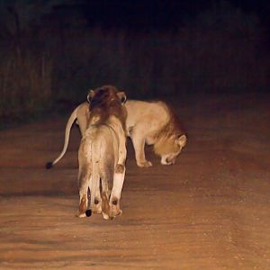 Lions at night