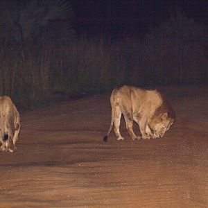 Lions at night