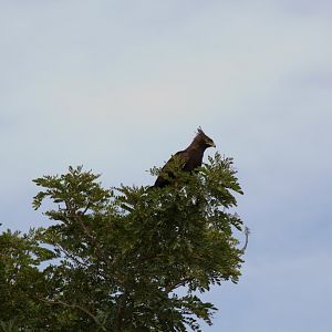 Long Crested Eagle