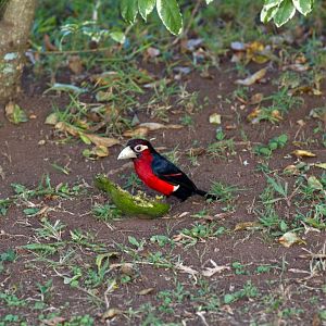 Double-toothed Barbet