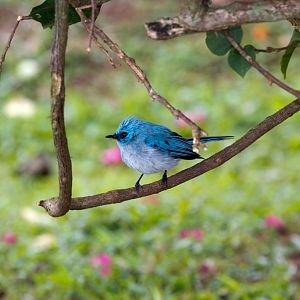 African Blue-flycatcher