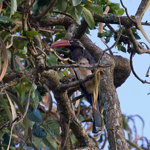 Crowned Hornbill