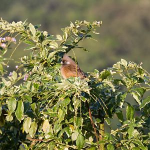 Speckled Mousebird