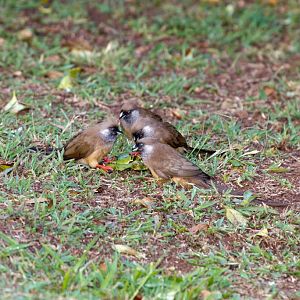 Speckled Mousebirds