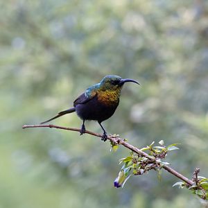 Bronze Sunbird