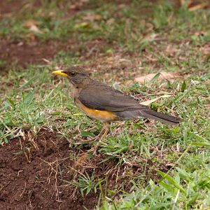 African Thrush