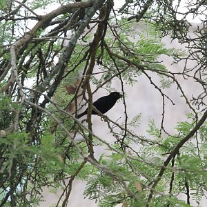 Veillot's Black Weaver