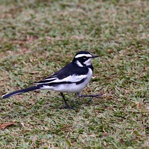 African Pied Wagtail