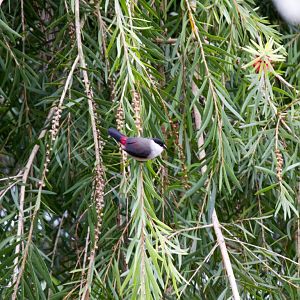 Black-crowned Waxbill