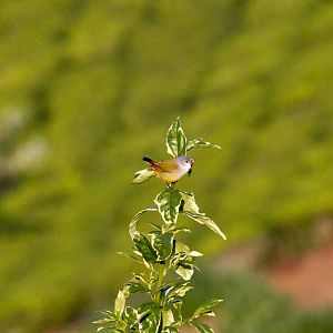 Yellow-bellied Waxbill