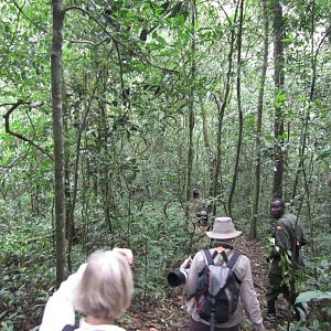 Following the chimps