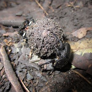 Dung beetles and a ball of ....