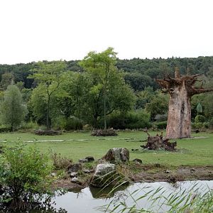Paddock of Giraffa camelopardalis rothschildi and other