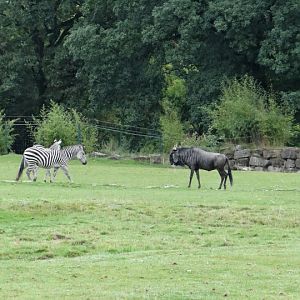 Equus quagga boehmi / Cannochaetes taurinus