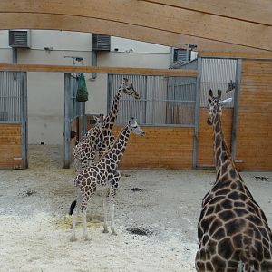 Giraffa camelopardalis rothschildi