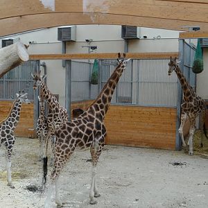 Giraffa camelopardalis rothschildi