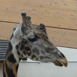 Giraffa camelopardalis rothschildi