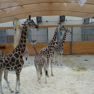 Giraffa camelopardalis rothschildi