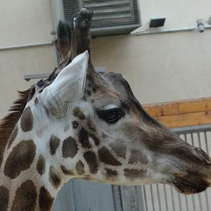 Giraffa camelopardalis rothschildi