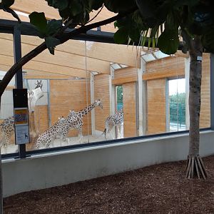 Giraffa camelopardalis rothschildi