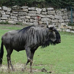 Connochaetes taurinus