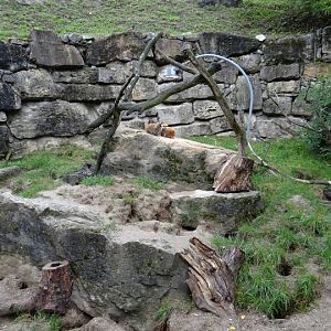 Paddock of Suricata suricatta