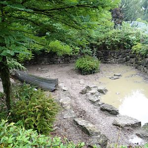 Paddock  of Phacochoreus aethiopicus