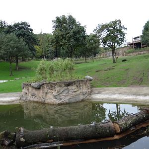 Paddock of Loxodonta africana