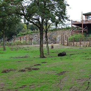 Paddock of Loxodonta africana