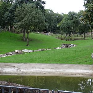 Paddock of Loxodonta africana