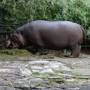 Hippopotamus amphibius