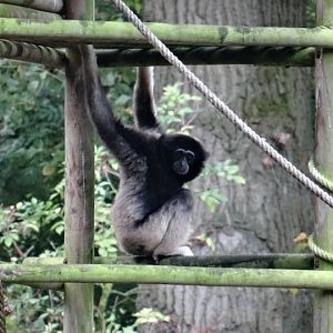 Hylobates lar