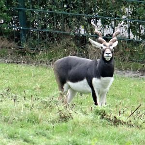 Antilope cervicapra