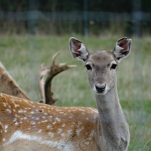 Dama dama mesopotamica