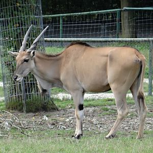Taurotragus oryx