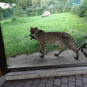Acinonyx jubatus