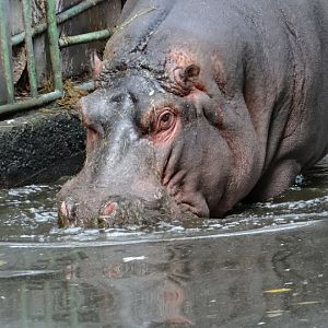 Hippopotamus amphibius