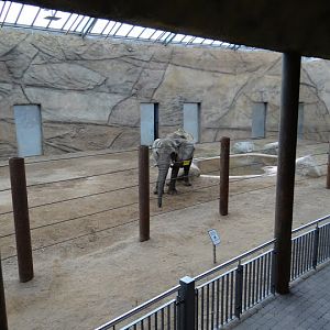 New pavilion of Loxodonta africana