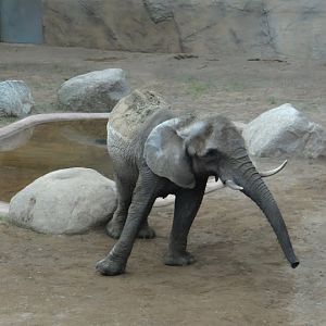 Loxodonta africana
