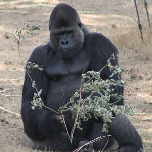 Gorilla male