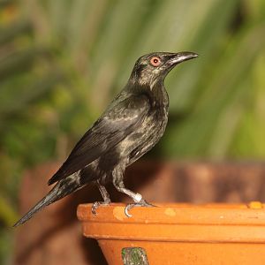 Aplonis spp. - ID please