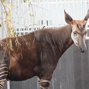 Okapi