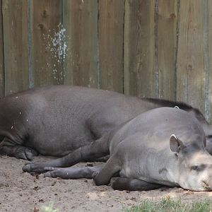 Lowland tapirs