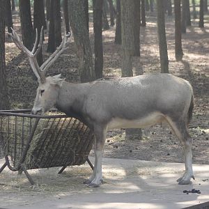 Pere Davids deer male