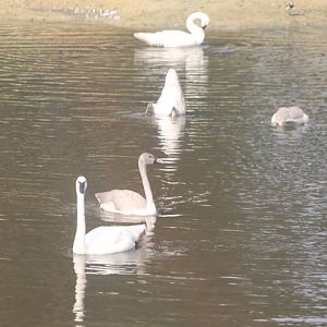 Trumpeter swan-family