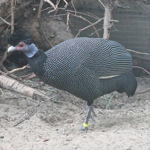Pucheran's guinea-fowl